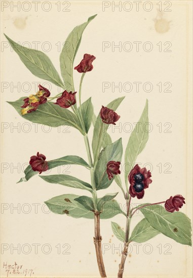 Bearberry Honeysuckle (Lonicera involucrata), 1917.