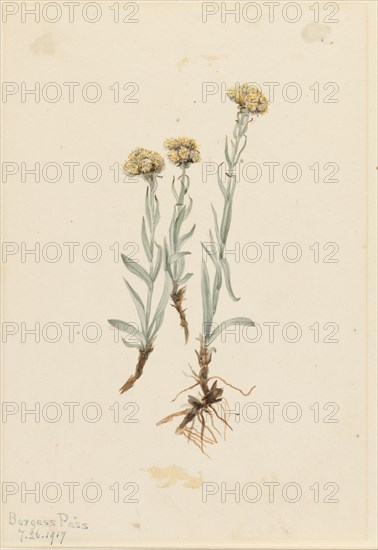Buff Pussytoes (Antennaria luzuloides), 1917.