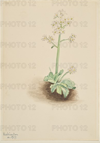 Early Saxifrage (Saxifraga virginiensis), 1917.
