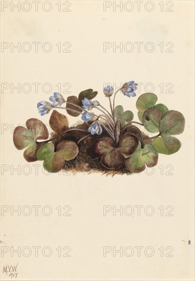 Hepatica (Hepatica americana), 1917.