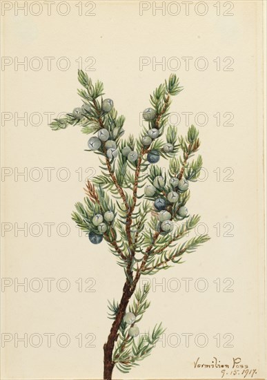 Mountain Juniper (Juniperus sibirica), 1917.