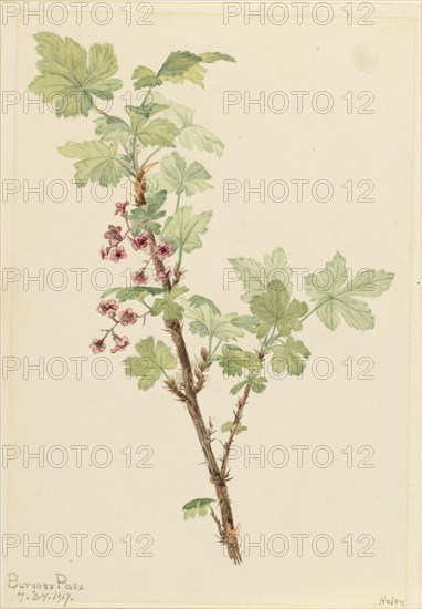 Prickly Currant (Ribes lacustre), 1917.