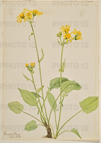 Ragwort (Senecio burkei), 1917.