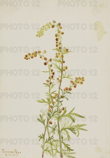 Rock Wormwood (Artemisia discolor), 1917.