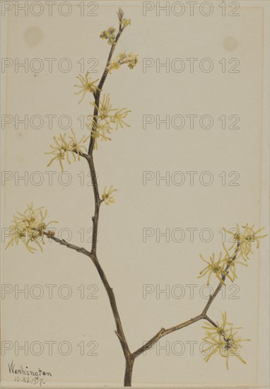 Witch-Hazel (Hamamelis virginiana), 1917.