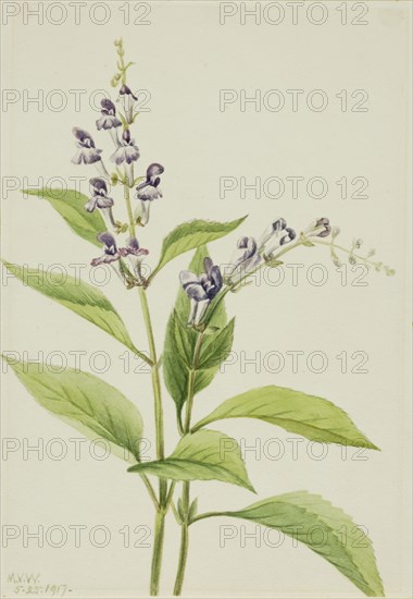 Wood Skullcap (Scutellaria serrata), 1917.