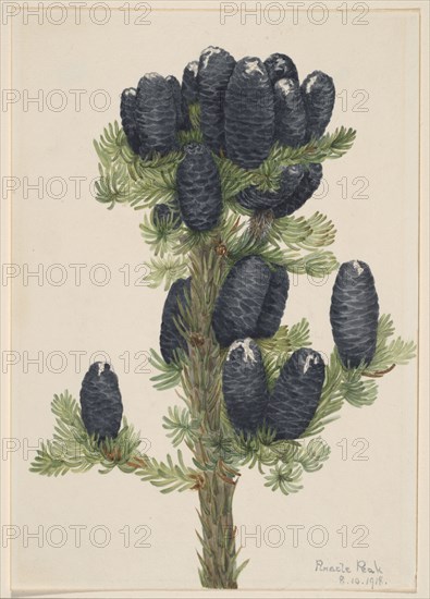 Alpine Fir (Abies lasiocarpa), 1918.