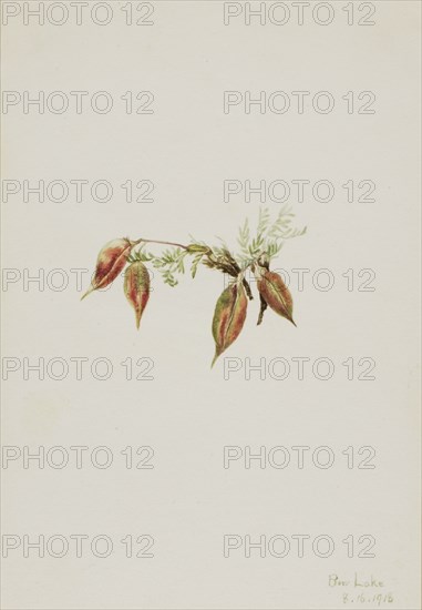 Alpine Pointvetch (Oxytropis podocarpa), 1918.