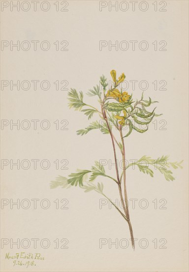 Capnoides aureum, 1918.