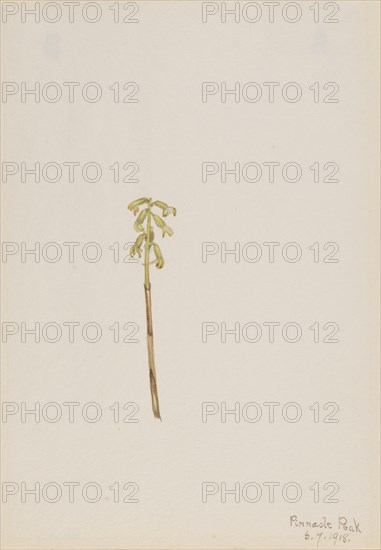 Corathorhiza corallorhiza, 1918.