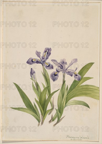 Crested Iris (Iris cristata), 1918.
