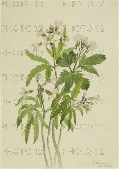 Cut Toothwort (Dentaria laciniata), 1918.