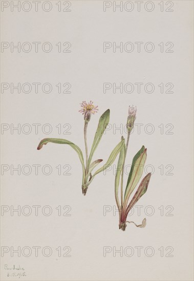 False Dandelion (Agoseris carnea), 1918.