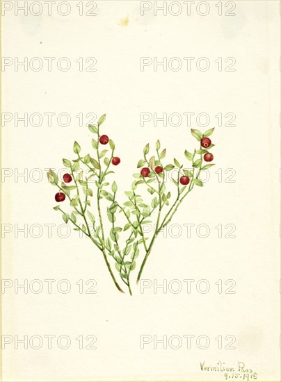 Grouse Whortleberry (Vaccinium scoparium), 1918.