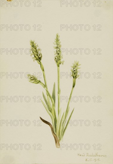 Hooded Ladies-Tresses (Ibidium strictum), 1918.