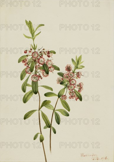 Lambkill (Kalmia angustifolia), 1918.