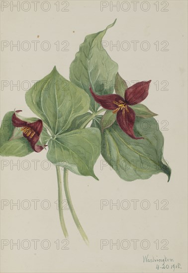 Red Trillium (Trillium erectum), 1918.