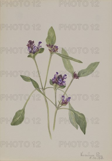 Self-Heal (Prunella vulgaris), 1918.