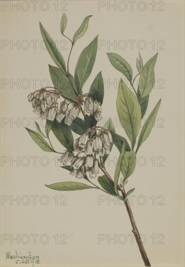 Stagger-Bush (Pieris mariana), 1918.