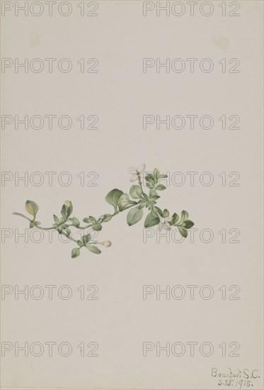 Trailing Houstonia (Houstonia procumbens), 1918.