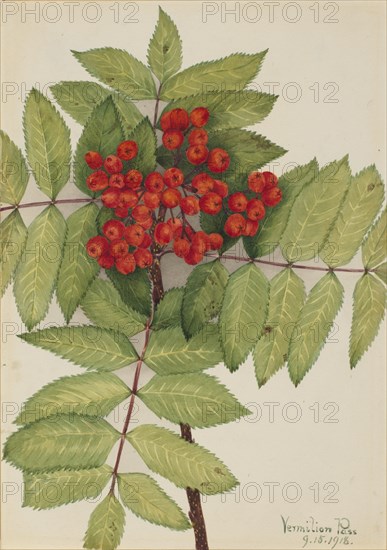 Western Mountain Ash (Sorbus sambucifolia), 1918.