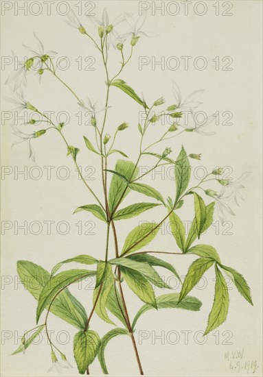 Bowmansroot (Porteranthus trifoliatus), 1919.