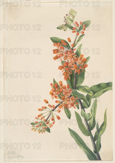 Butterfly Weed (Ascelpias tuberosa), 1919.