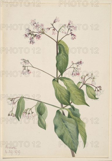 Dogbane (Apocyum androsaemfolium), 1919.
