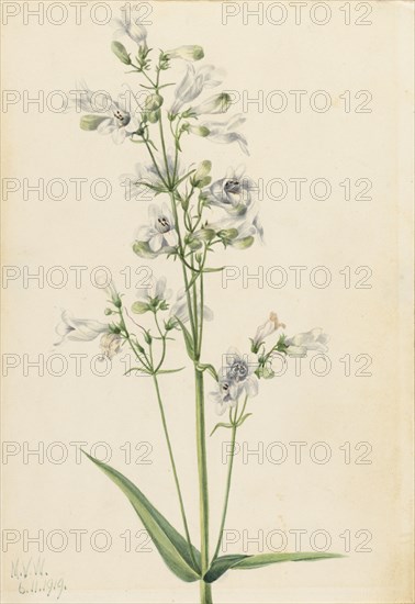 Foxglove Pentstemon (Pentstemon digitalis), 1919.