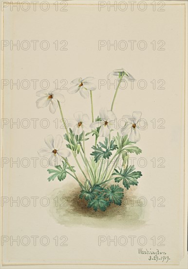 Pansy Violet (Viola pedata), 1919.