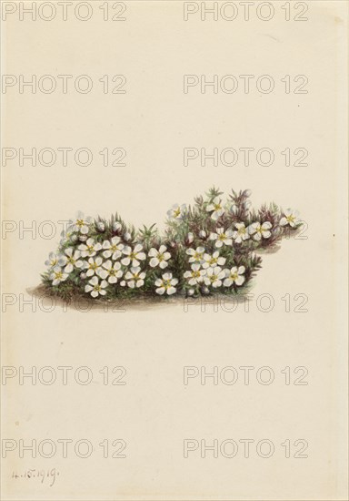 Pyxie (Pyxidanthera barbulata), 1919.
