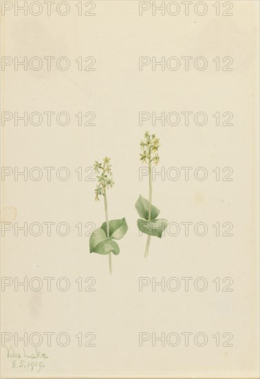 Rocky Mountain Twayblade (Ophrys necrophylla), 1919.