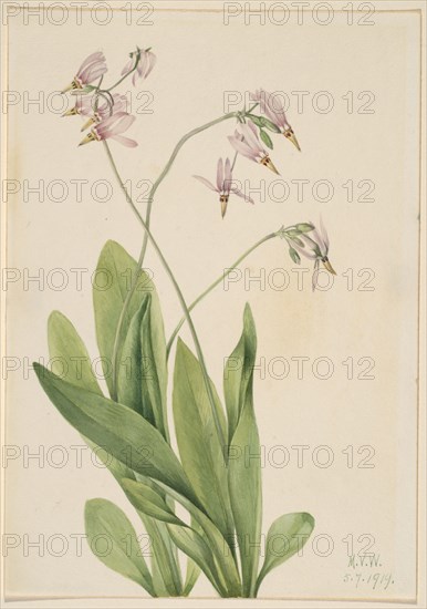 Shooting Star (Dodecatheon meadia), 1919.