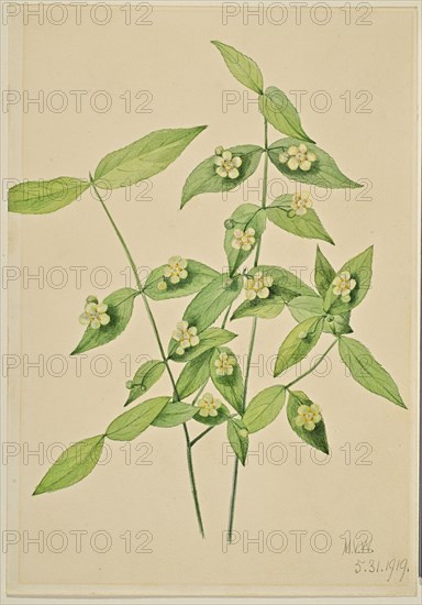 Strawberry Bush (Euonymus americanus), 1919.