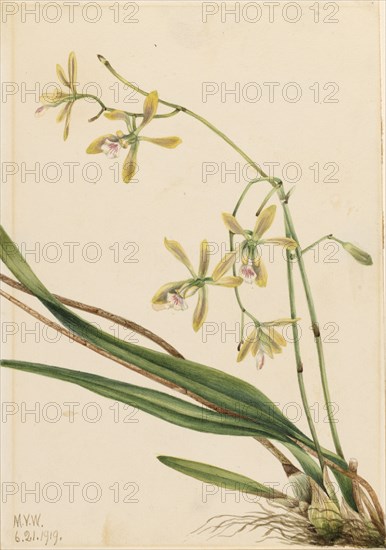 Tampa Epidendrum (Epidendrum tampense), 1919.