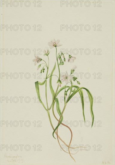 Virginia Springbeauty (Claytonia virginica), 1919.