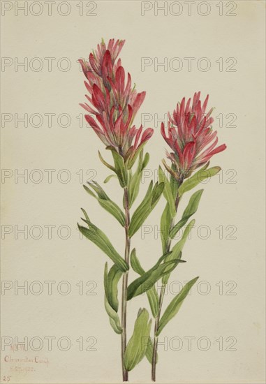 Alberta Paintbrush (Catilleja miniata), 1920.