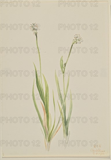 Bog-Asphodel (Tofieldia intermedia), 1920.