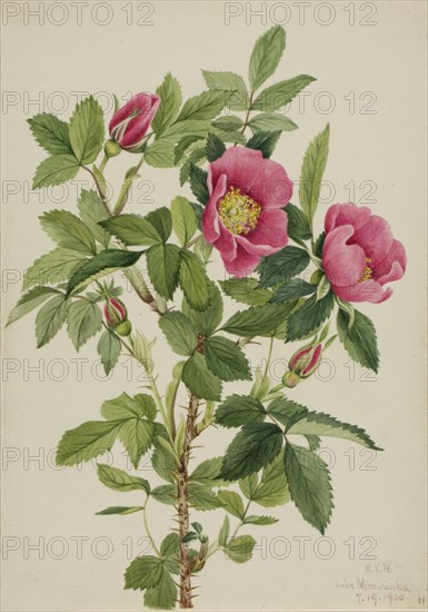 Bourgeau Rose (Rosa bourgeauiana), 1920.