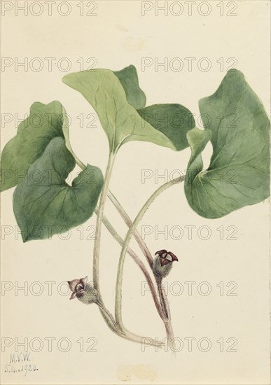 Canada Wild Ginger (Asarum canadense), 1920.