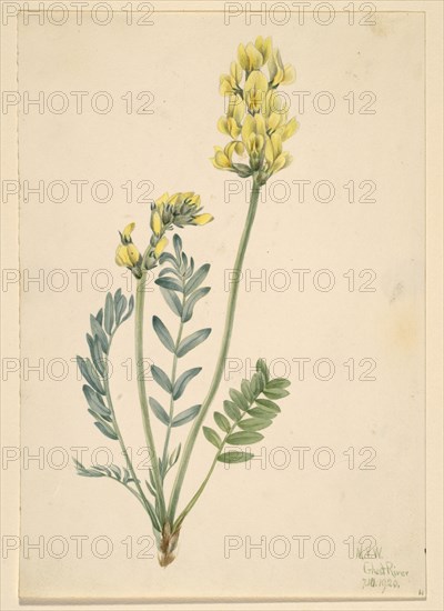 False Locoweed (Oxytropia gracilis), 1920.