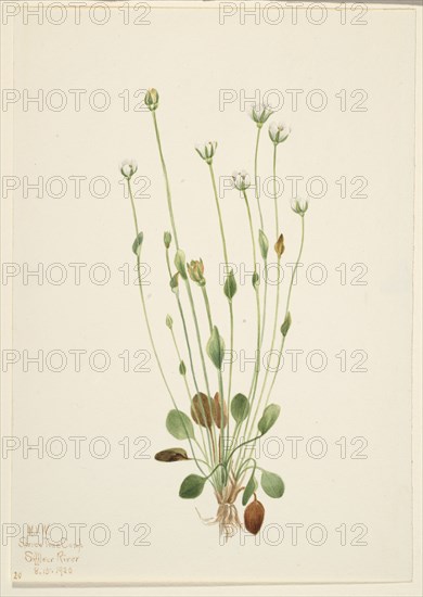 Gray Ragwort (Senecio canus), 1920.