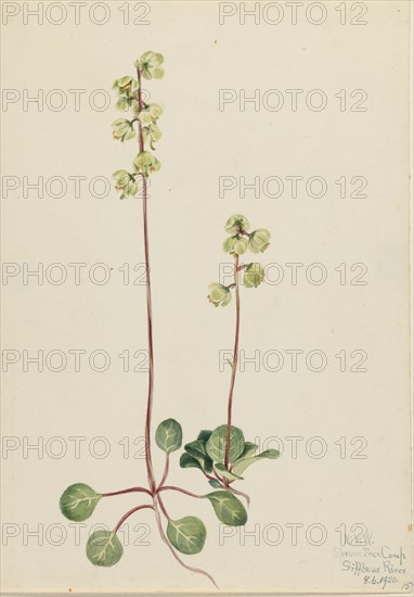 Green Pyrola (Pyrola chlorantha), 1920.
