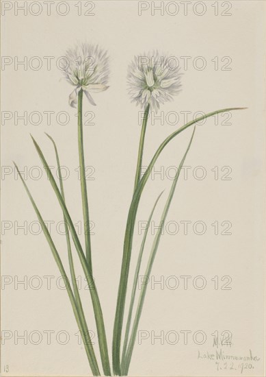 Northern Onion (Allium sibiricum), 1920.