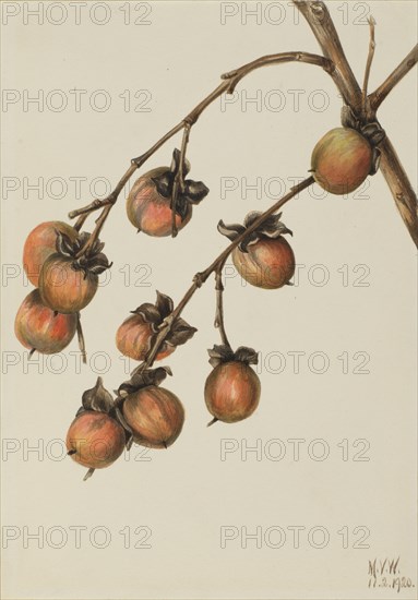 Persimmon (Diospyros virginiana), 1920.