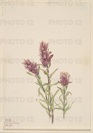 Rose Paintbrush (Castilleja pallida), 1920.