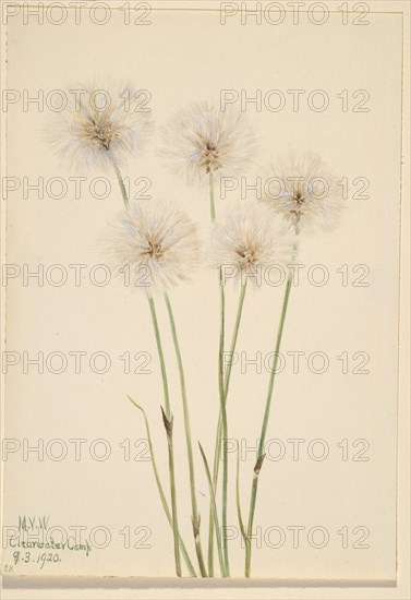 Slender Cotton-Grass (Eriophorum chamissonis), 1920.