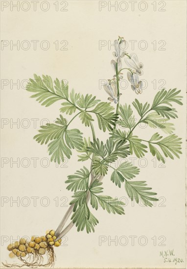 Squirrel Corn (Bikukulla canadensis), 1920.