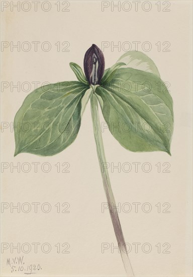 Wake-Robin (Trillium sessile), 1920.