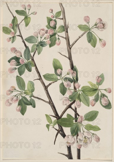 Wild Sweet Crab (Malus coronaria), 1920.